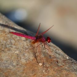 Close-up of insect