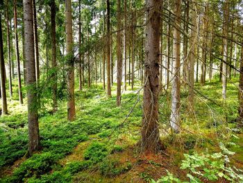 Trees growing in forest