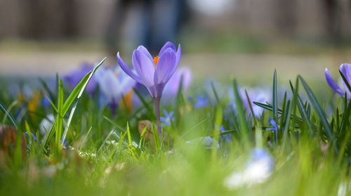 Close-up of purple crocus flowers on field