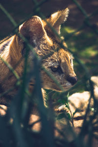 Close-up of a cat looking away