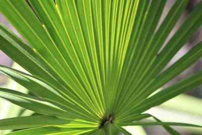 Close-up of palm tree leaves