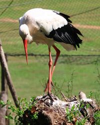 Close-up of bird perching on a land