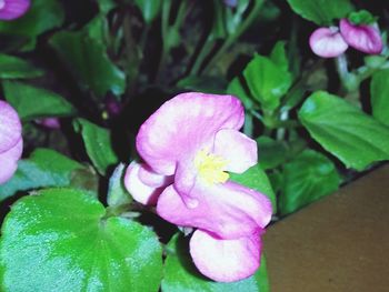 Close-up of pink flowers