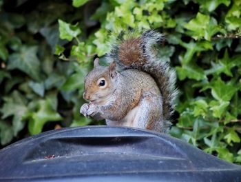 Close-up of squirrel