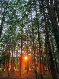 Sunlight streaming through trees in forest