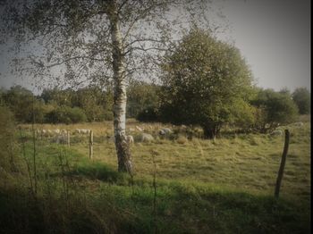 Trees on landscape against sky