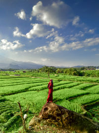 Scenic view of agricultural field against sky