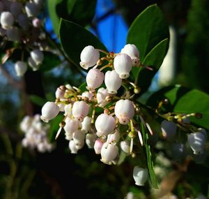 Close-up of white flowers