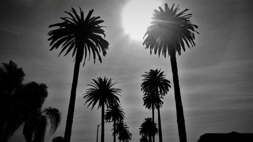 Low angle view of silhouette palm trees against sky