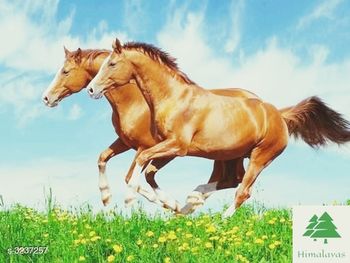 domestic animals