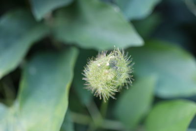 plant