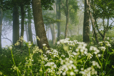 Close-up of flowering plants on field in forest