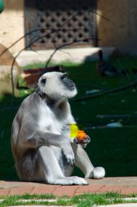 View of dog eating food in zoo