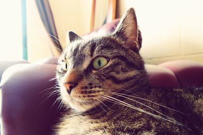 Close-up portrait of cat