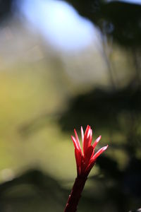 Close-up of red flower blooming outdoors