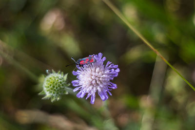 Close-up of insect on purple flower