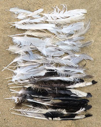 High angle view of feather on paper