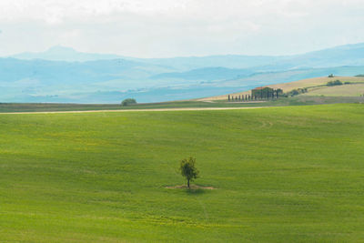 Scenic view of field against sky