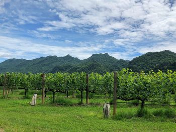 Scenic view of agricultural field against sky