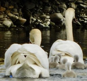 White swan floating on lake