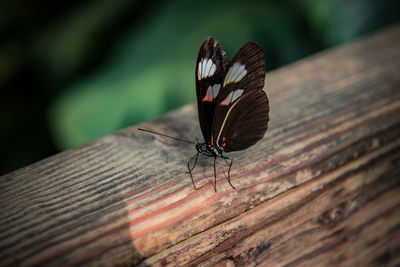 insect