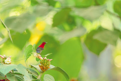 Close-up of insect perching on leaf