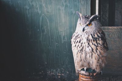 Portrait of owl in zoo