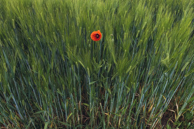 Ladybug on wheat field