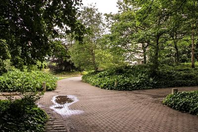 Trees growing in park