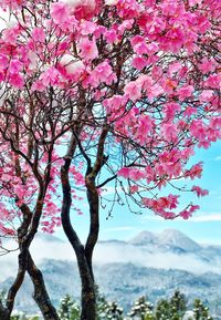 Low angle view of pink flowers