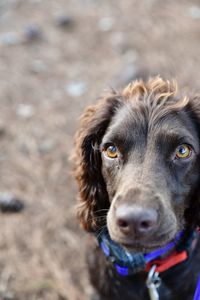 Close-up portrait of dog