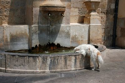 Dog sitting on stone wall