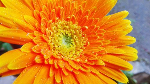 Close-up of wet yellow flower blooming outdoors