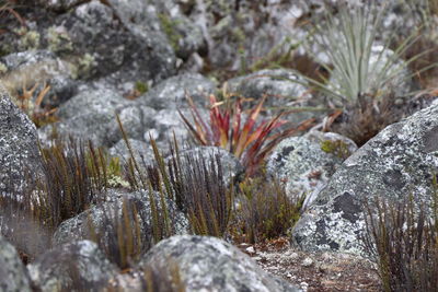 Close-up of snow on rock during winter