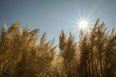 Low angle view of trees against sky on sunny day