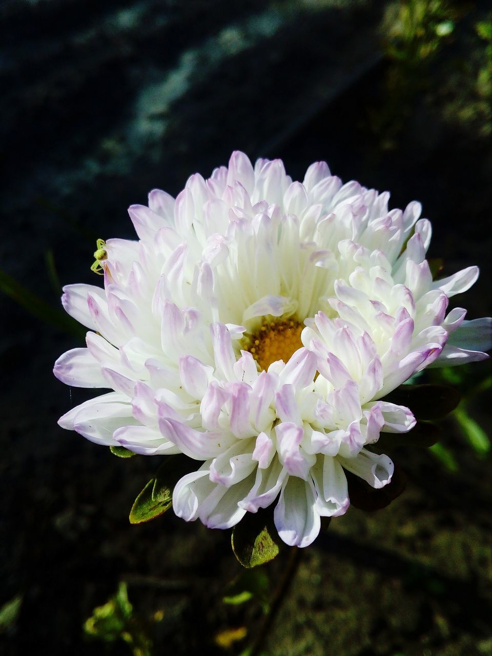 CLOSE-UP OF HONEY BEE ON FLOWER