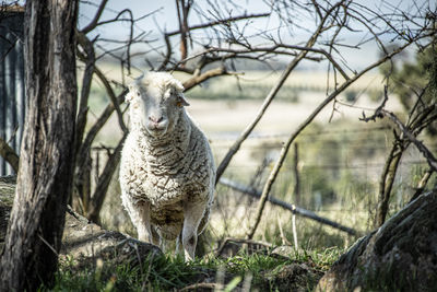 Close-up of goat