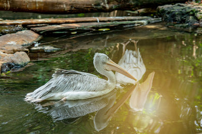 Duck swimming in lake