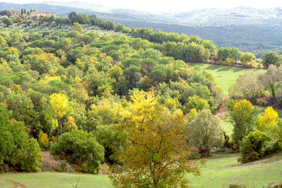 Scenic view of trees growing in forest