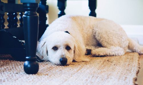 Close-up portrait of dog