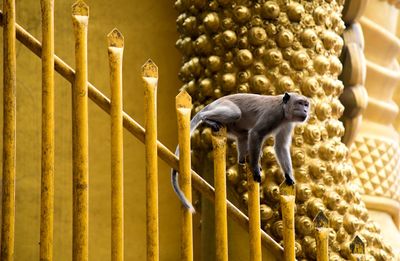 Low angle view of monkey on railing at temple
