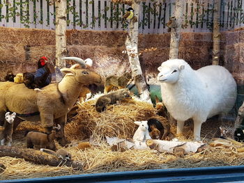 Flock of sheep in farm