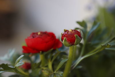 Close-up of red rose plant