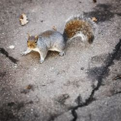 High angle view of squirrel on road