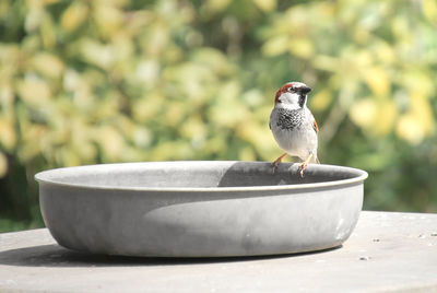 Close-up of bird perching on a wall