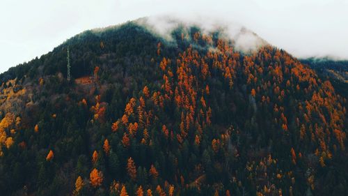 Scenic view of forest during autumn