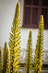 Close-up of potted cactus plant