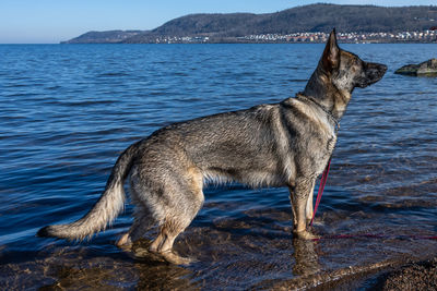 Dog in sea