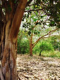 Trees in forest