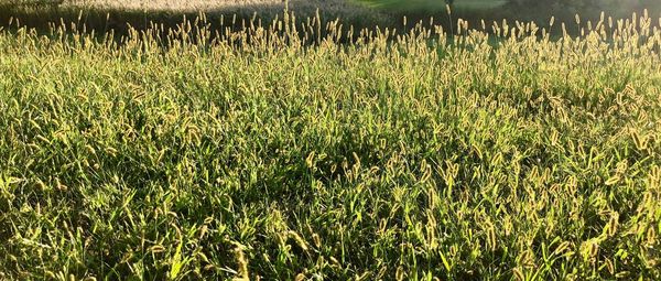 Full frame shot of crops on field